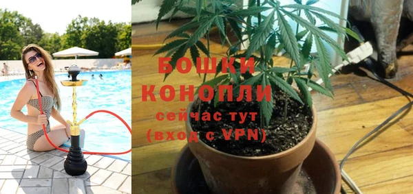 прущие грибы Балахна